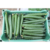 Hectarul - Seminte Castraveti lungi Columna F1 HEKTAR 100 sem